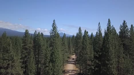 car driving down pine tree forest dirt road with snow capped mountain