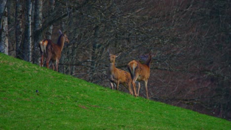 Eine-Gruppe-Hirsche-Steht-Im-Morgengrauen-Auf-Einem-Feld
