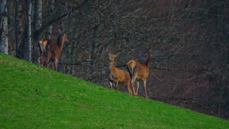 Un-Grupo-De-Ciervos-Está-Parado-En-Un-Campo-Al-Amanecer