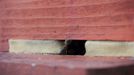 Bienenstockeingang-Zeigt-Bienen-Richtungen