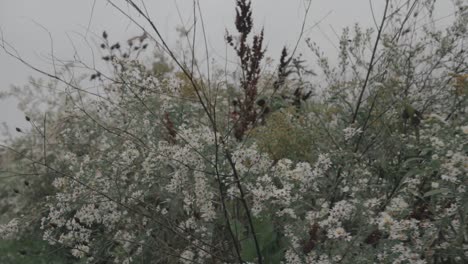 slow moving shot of walking past beautiful wild flowers gently blowing in the wind