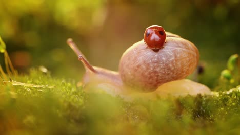 un primer plano de la vida silvestre de un caracol y una mariquita en la luz del atardecer.