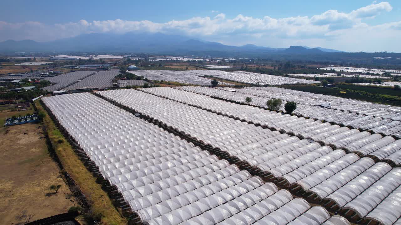 Aerial Pullback of Lush Plantation Blueberry Ranch in Michoac&aacute;n Mexico