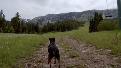 Small-black-dog-hesitant-to-continue-walking