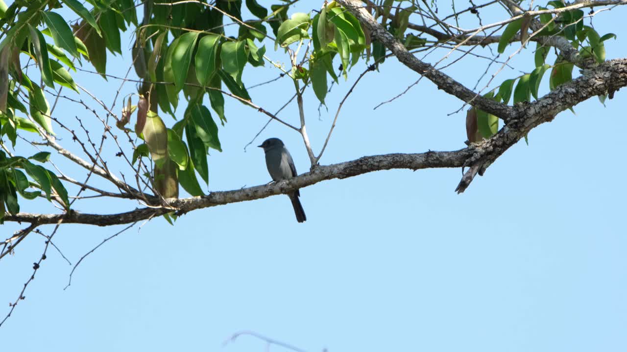 un pequeño insecto se movió desde la izquierda hacia el pájaro, mientras el pájaro está encaramado en la rama, verditer flycatcher, eumyias thalassinus, tailandia