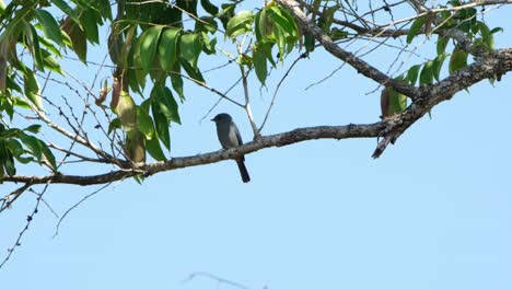 A-tiny-insect-moved-from-the-left-towards-the-bird,-as-the-bird-is-perched-on-the-branch,-Verditer-Flycatcher,-Eumyias-thalassinus,Thailand