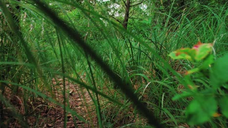 Arbustos-En-El-Bosque.-Bosque-En-Polonia