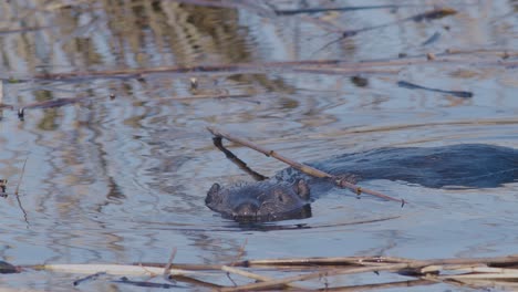 Wild-beaver-swimming-in-lake-and-making-splashes