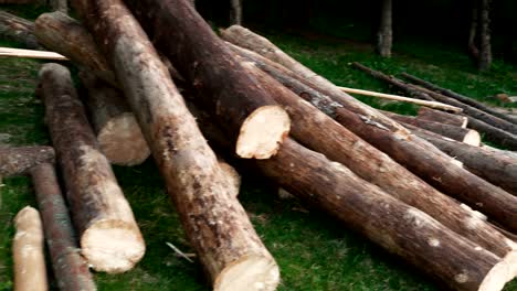 felled tree trunks