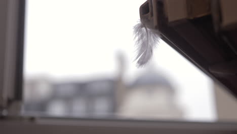 small feather under the wind