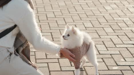 perro pomeraniano y mujer al aire libre