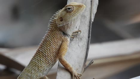 lagarto esperando palanca