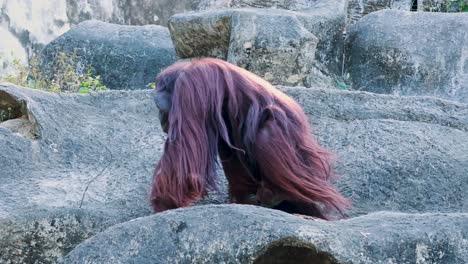 el orangután se mueve a través del terreno rocoso en el zoológico