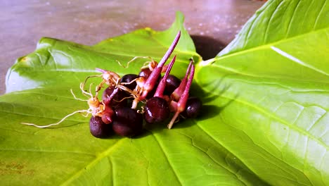 Semilla-De-Fruta-De-Serpiente-Salacca-Salak-Cultivada-En-Hojas-Verdes-En-Bali,-Indonesia,-Sudeste-Asiático