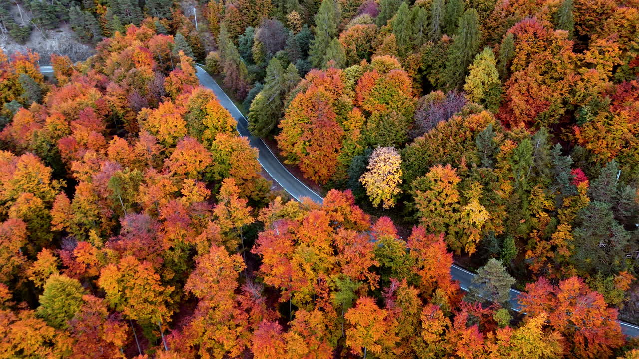 Aerial view of vibrant autumn forest, winding road, serene fall vibes