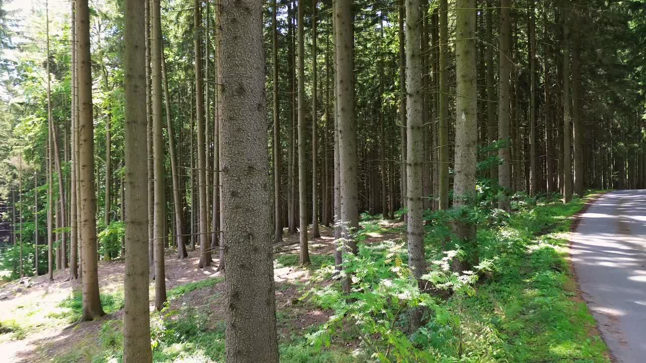 깊은 숲으로 가는 길에서 숲의 나무 사이에 가까이 날아갑니다.