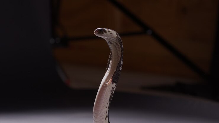 Spugende cobra in verdedigende positie die achterwaarts uithaalt om zich te verdedigen - medium shot.