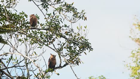 Fledgling-spreading-its-wings-and-flaps-then-turns-around-to-preen-while-the-mother-is-relaxing-looking-around-for-any-threats,-Buffy-Fish-Owl-Ketupa-ketupu,-Fledgling-and-Mother,-Thailand