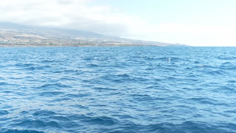 Watching-the-seas-in-Tenerife-on-the-Canary-Islands-for-dolphins-and-whales