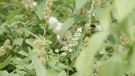 bumblebee pollinate flower rackfocus to small insect