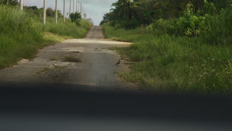 Bird-walking-along-a-bumpy-road-then-flew-away-after