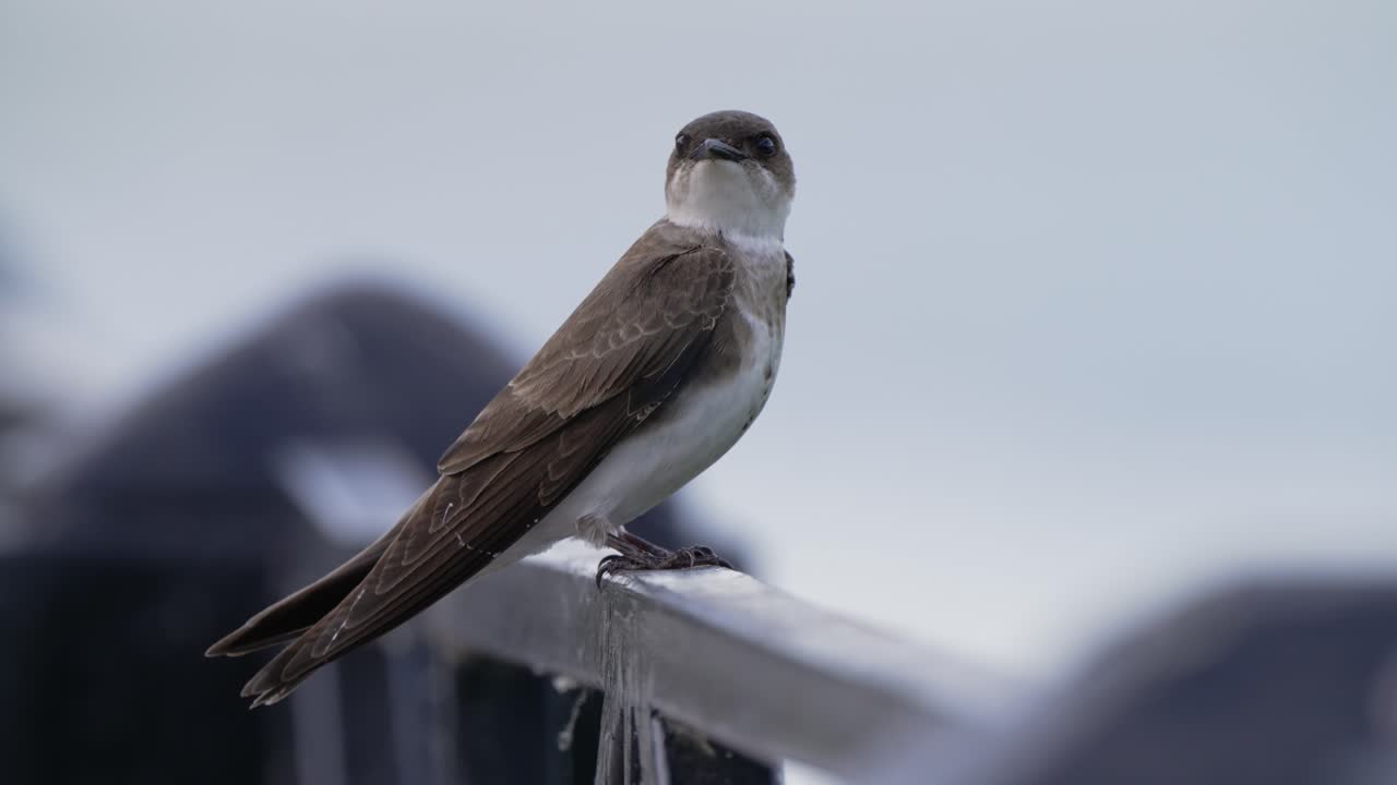 제비과의 참새류 종, 야생 갈색 가슴 마틴, 난간 위에 앉은 프로그네 테페라, 장면을 가로질러 날아다니는 작은 파리와 함께 주변을 궁금해합니다.