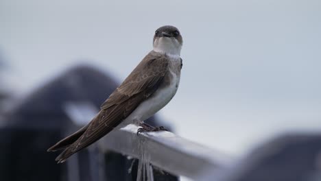 species of passerine bird in the swallow family, a wild brown-chested martin, progne tapera perching on handrail, wondering around its surroundings with a little fly flying across the scene