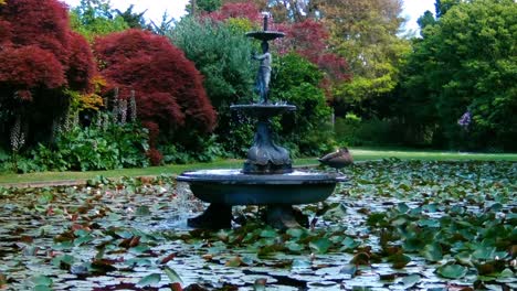 el pato real se sienta en una fuente en el estanque de lirios en los jardines de mona vale en verano - christchurch