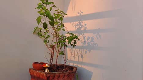 una planta de tulsi vibrante anidada en una galería serena, adornada con una lámpara de aceite parpadeante, y pasa el resplandor dorado de los rayos del sol