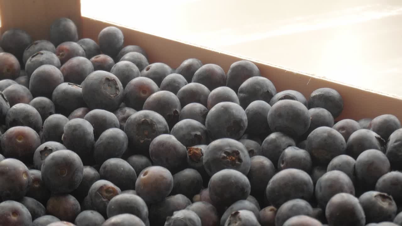 Fresh blueberries in a wooden crate, natural daylight, healthy organic food vibe