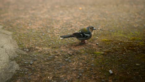 Close-of-a-bird-filmed-in-Madeira-Portugal-at-daylight-filmed-in-4k