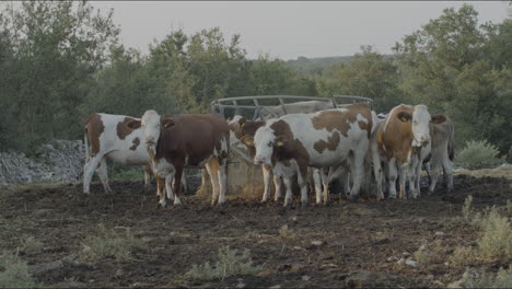 Vacas-De-Pastoreo-Libre-Y-Cría-En-La-Llanura-Italiana-De-Puglia