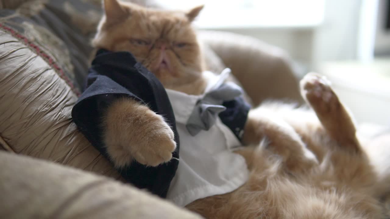 gato persa en el traje con corbata y chaqueta se sienta en el sofá como un jefe