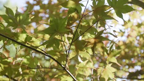maple tree foliage sways on a gentle breeze. selective focus shot