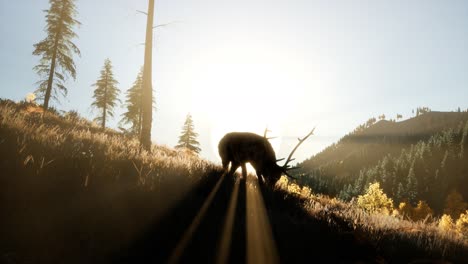 deer male in forest at sunset