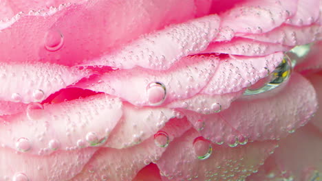 pink rose petals with bubbles