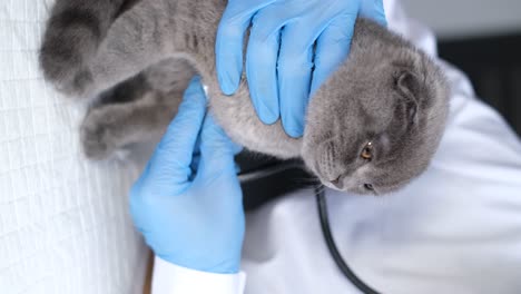 veterinarian examining a scottish fold cat