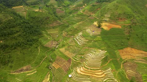 Enorme-Valle-Repleto-De-Exuberantes-Terrazas-De-Arroz-Verde-En-El-Norte-De-Vietnam