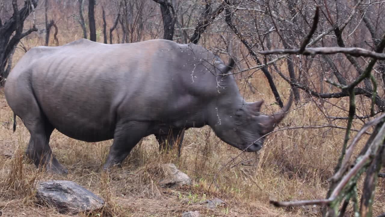 African White Rhino eats dry bushveld grass in welcome autumn rain