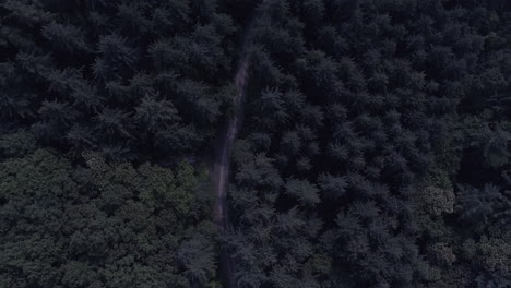 pine forest road, top view, drone shot