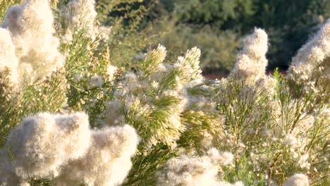 arbusto de escoba del desierto en plena floración con esponjosas semillas y flores blancas en arizona