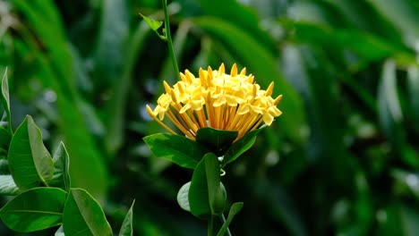 Close-up-of-beautiful-unique-yellow-flower-with-extended-stamen-and-stigma-on-the-tropical-island-of-Timor-Leste,-Southeast-Asia