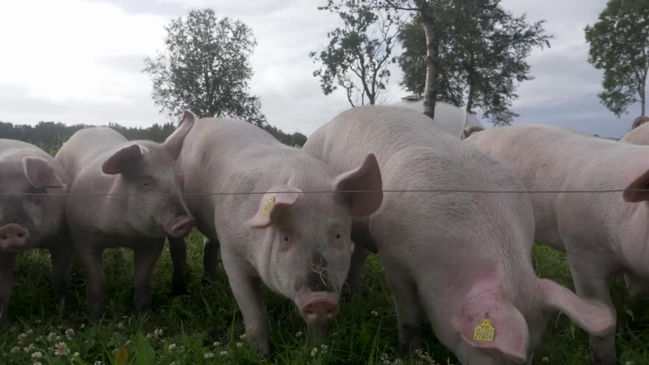 돼지 와 돼지 새끼 들 이 느린 동작 으로 카메라 를 보고 있다