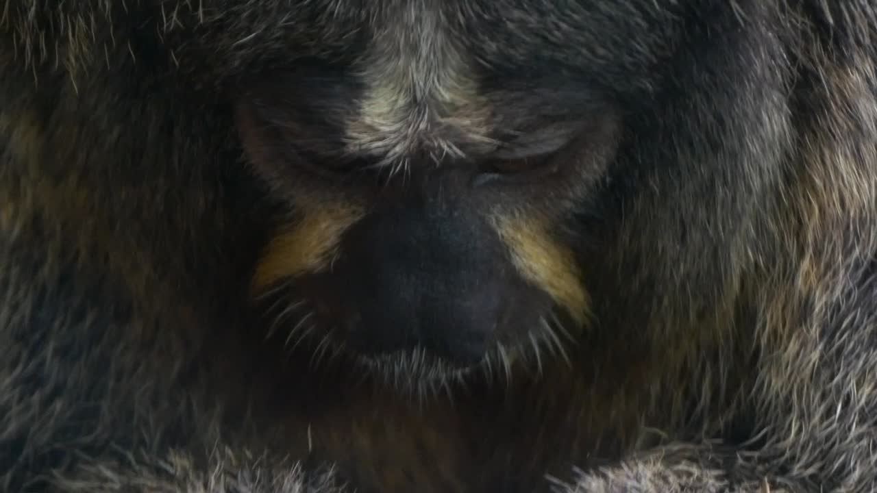 toma en cámara lenta de un mono, simio comiendo algo con las manos