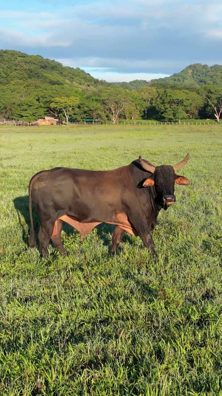 Grande toro in piedi in un campo erboso verde con montagne