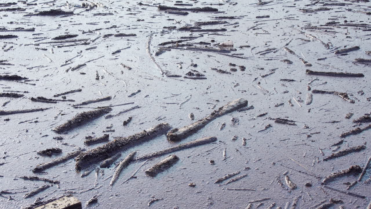 민물에 떠있는 통나무와 파편