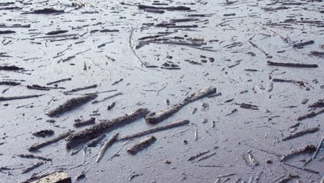 Logs-and-Debris-floating-in-fresh-water