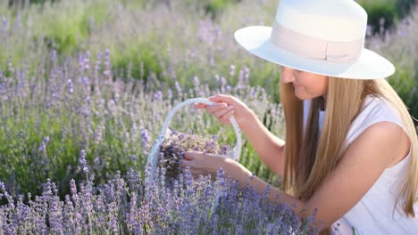 a blonde woman sits in the middle of a lavender plantation and smells the flowers a blonde woman sits in the middle of a lavender plantation and smells the flowers the scent of lavender sunset sunlight and lavender