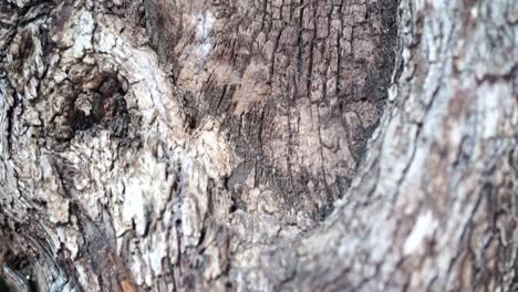 very old oak tree close up with barks and details, rising dolly view