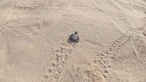 new-born-baby-sea-turtle-takes-its-first-steps-and-crawls-towards-the-ocean-in-Oaxaca-Mexico